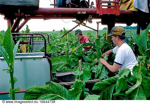 Tennesee tobacco farm harvest.