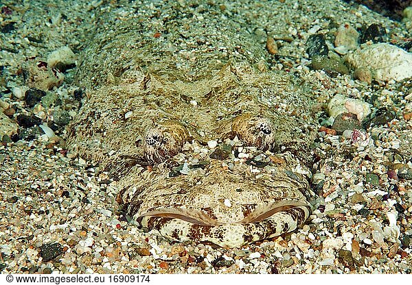 Tentacled flathead (Papilloculiceps longiceps) camouflaged on sandy ground  Red Sea  Egypt  Africa