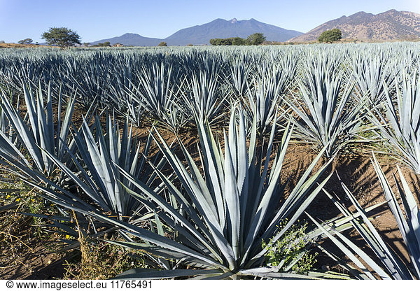 Tequila wird aus der blauen Agave im Bundesstaat Jalisco und hauptsächlich in der Umgebung der Stadt Tequila  Jalisco  Mexiko  Nordamerika  hergestellt.