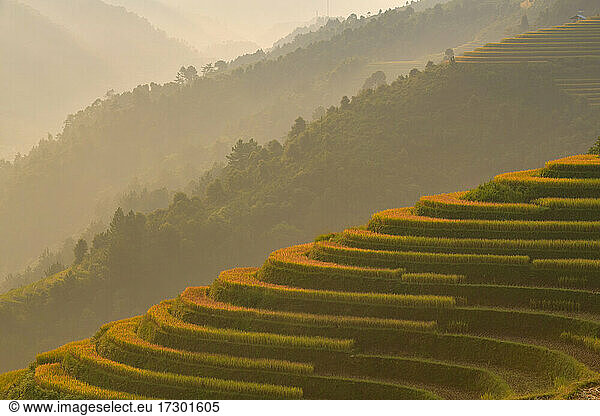 Terraced rice field in Mu Cang Chai  Vietnam