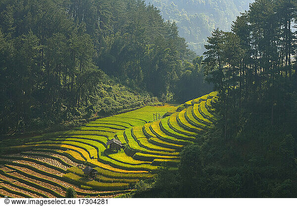 Terraced rice field in Mu Cang Chai  Vietnam