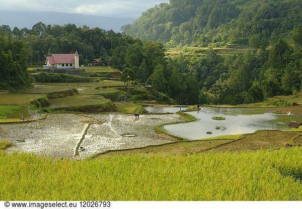 Terraced rice fields in Toraja area  Sulawesi  Indonesia  South East Asia.