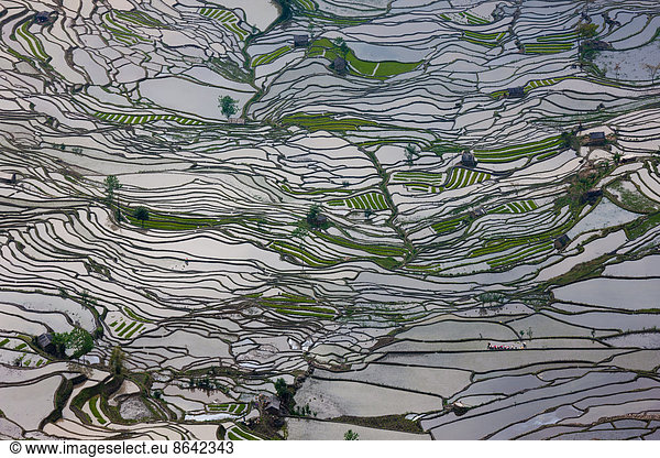 Terraced rice fields  Yuanyang  China