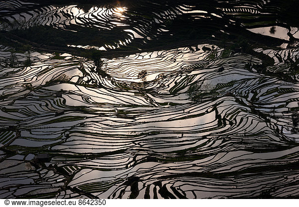 Terraced rice fields  Yuanyang  China