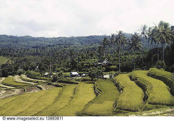 Terraced Rice Paddy  Bali  Indonesia