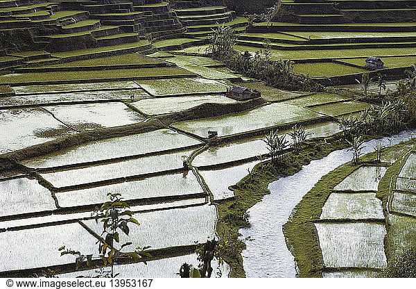 Terraced Rice Paddy  Bali  Indonesia