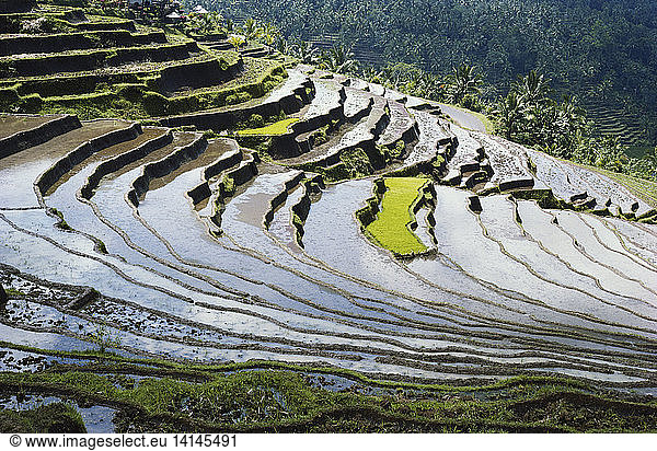Terraced Rice Paddy  Bali  Indonesia