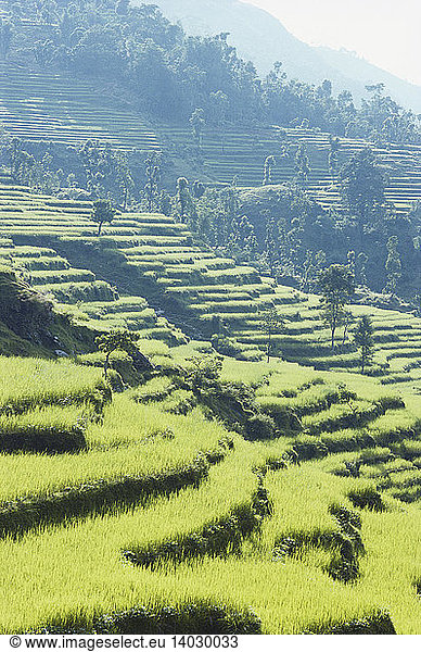 Terraced Rice Paddy  Nepal