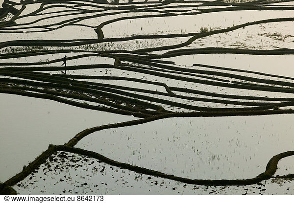 Terrassenförmiges Reisfeld  Provinz Yunnan  China.