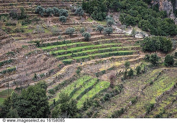 Terrassengärten vom Kloster des Heiligen Antonius des Großen  auch Qozhaya-Kloster genannt  im Kadisha-Tal im nördlichen Gouvernement des Libanon.