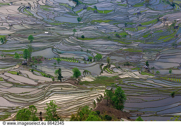 Terrassierte Reisfelder  Yuanyang  China