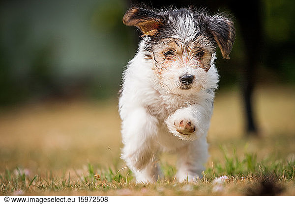Terrier puppy running  United Kingdom  Europe