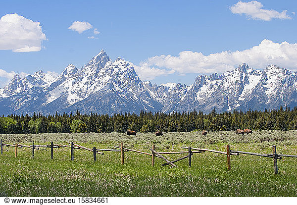 Teton Mountain Range and American Bison in a field behind a wood fence