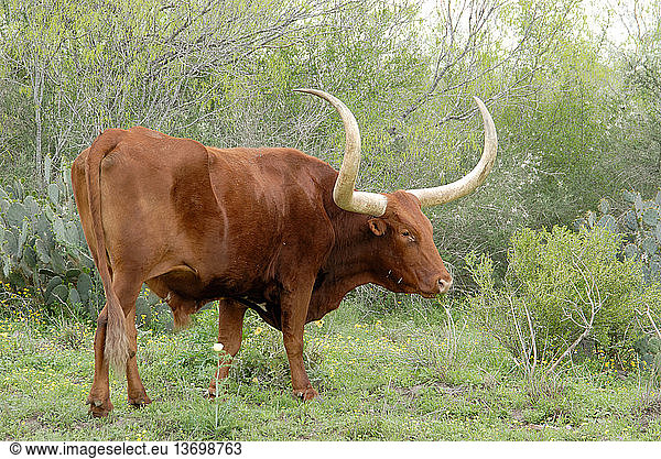 Texas Longhorn bull in scrubland. Texas.