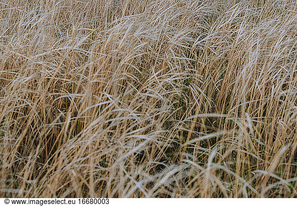 Texture of the field of dry grass