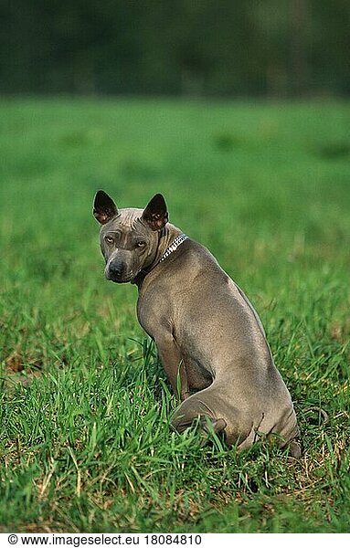 Thai-Ridgeback (animals) (außen) (outdoor) (von hinten) (from behind) (Wiese) (meadow) (sitzen) (sitting) (adult) (Säugetiere) (mammals) (Haustier) (Heimtier) (pet) (Haushund) (domestic dog) (Rücken) (back)