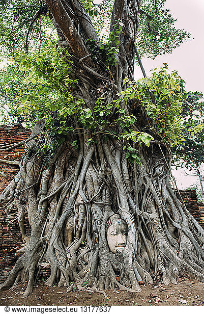 Thailand Ayutthaya Buddhakopf zwischen Baumwurzeln im Wat Mahathat