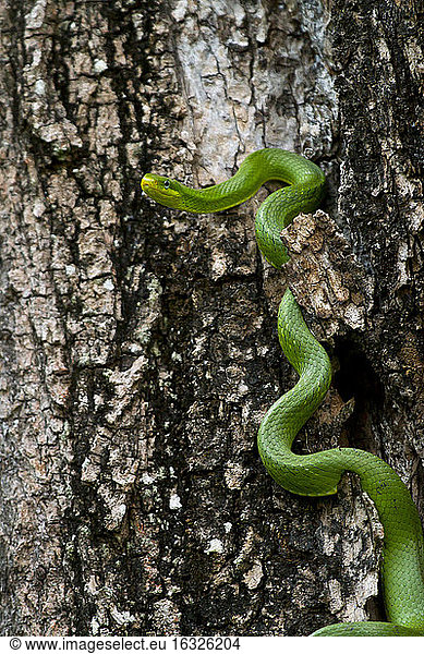 Thailand  green cat snake  Boiga cyanea