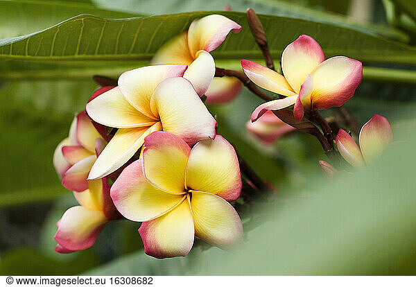 Thailand  Koh Lipe  Blossom of Frangipani (Plumeria)