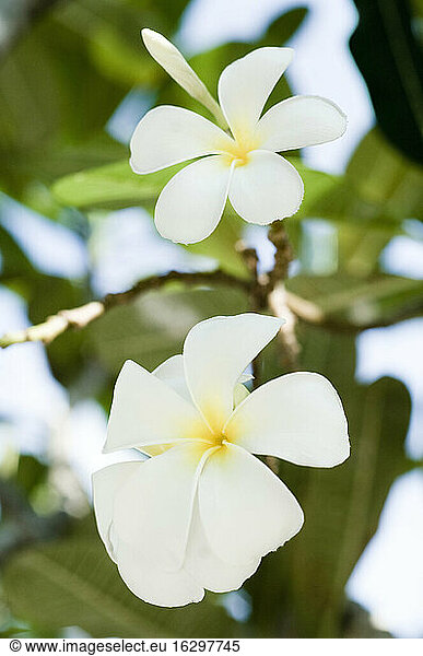 Thailand  Koh Lipe  Blossom of Plumeria alba