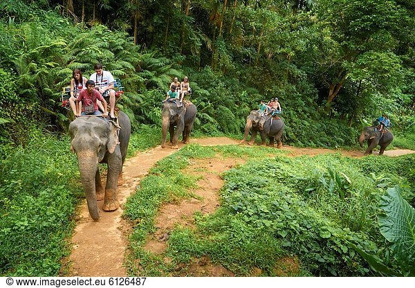 Thailand - Krabi province  Khao Lak National Park  elephant riding in tropical forest