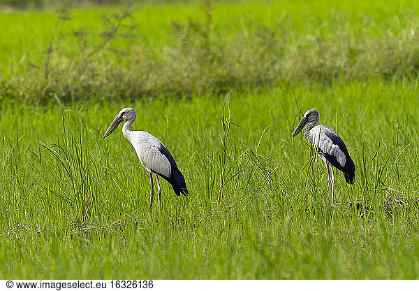 Thailand  Mae Wong National Park  Asian openbill stork and young bird  Anastomus oscitans