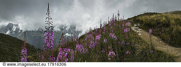 The Alps  a path on the hillside with flowering plants  view of the Mont Blanc range near Trient  with low cloud cover.