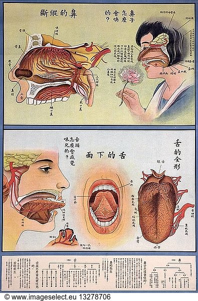 The anatomy of the nose and the anatomy of the tongue.