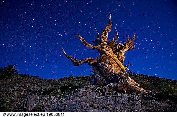 The Ancient Bristlecone Pine Forest is a protected area high in the White Mountains in Inyo County in eastern California.