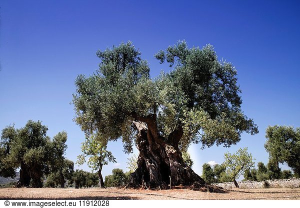 The ancient olive trees of the Puglia Italy region.