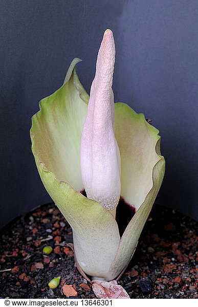 The aroid Amorphophallus prainii blooming three years four months and ...