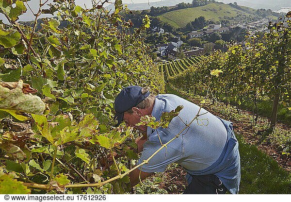 The autumn grape harvest in Devon  southwest England.; Bishopsteignton  Teignmouth  Devon  England  Great Britain.