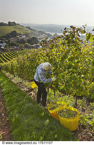 The autumn grape harvest in Devon  southwest England.; Bishopsteignton  Teignmouth  Devon  southwest England  Great Britain.