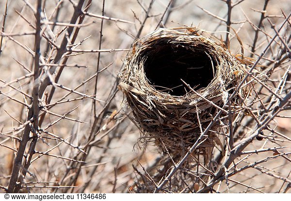 The bird's nest