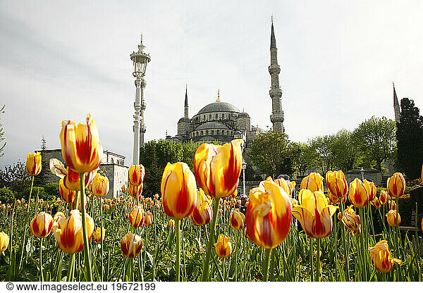 The Blue Mosque or in its Turkish name Sultan Ahmet Camii. Istanbul  Turkey.
