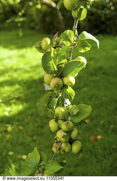The bough of an apple tree laden and bowed down with fruits.