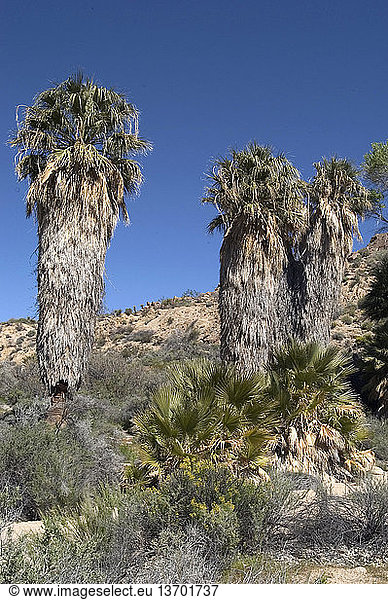 The California Fan Palm (Washingtonia filifera) is locally abundant near the springs and seeps of the Colorado Desert of southeastern California and adjoining Arizona. This image was taken at Joshua Tree National Park  California.