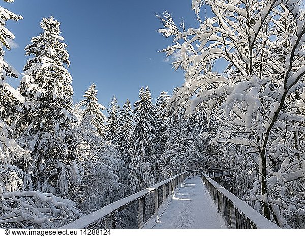 The Canopy Walkway (Baumwipfelpfad) of the visitor center of the National Park Bavarian Forest (Bayerischer Wald) in Neuschoenau in the deep of winter. Europe  Germany  Bavaria  January