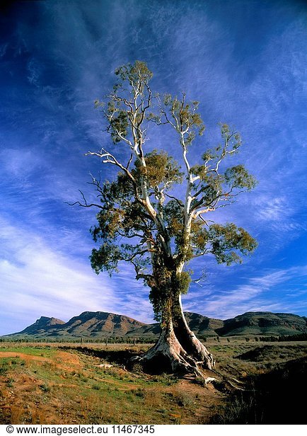 The Cazneau Tree  a River red gum  Eucalyptus camaldulensis  photographed by Harold Cazneaux in 1933  he called the picture 'Spirit of Endurance'. Near Wilpena Pound  Flinders Ranges National Park  South Australia  Australia. (Photo by: Auscape/UIG)