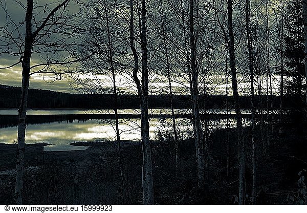 The cloudy evening sky is reflected in a forest lake at dusk. Bare birch trees are standing in the foreground.