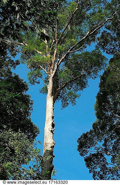 The Crown Of The Giant Tree Koompassia Excelsa The Crown Of The Giant Tree Koompassia Excelsa 5802