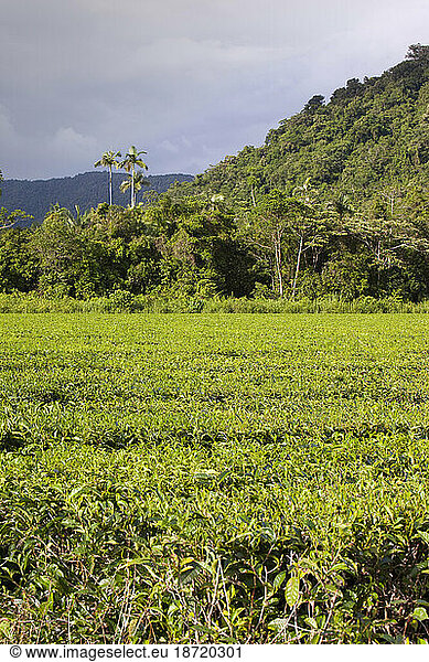 The Daintree rainforest in the North of Queensland  Australia  is the oldest continuously forested rainforest area on the planet. Over the years much of it has been felled to make