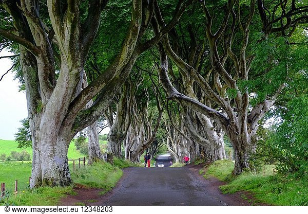 The Dark Hedges is an avenue of beech trees  Game of Thrones location  along Bregagh Road  County Antrim  Northern Ireland