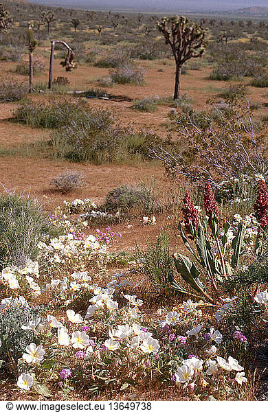 The desert in Saddleback Butte State Park  California  blooms with dune primroses (Oenothera deltoides)  desert sand verbena (Abronia villosa) and wild rhubarb (Rumex hymenosepalus) against a background of joshua trees (Yucca brevifolia).