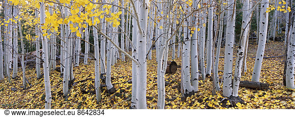 The Dixie national forest with aspen trees in autumn. White bark and yellow foliage on the branches and fallen to the ground.