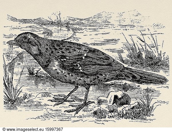 The European blackbird (Cinclus cinclus) is a species of passerine bird in the family Cinclidae that is found in rivers and streams in Eurasia and northwest Africa. Old engraved animal illustration 19th century.