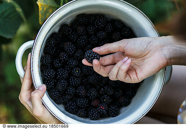 The farmer girl assessing the quality of blackberry on green farm