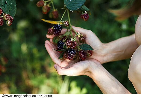 The farmer girl assessing the quality of blackberry on green farm