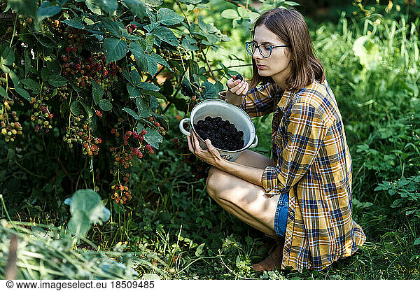 The farmer girl assessing the quality of blackberry on green farm