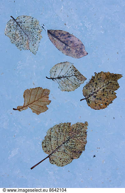 The fibrous skeletons of willow and alder leaves on an icy surface in Alaska.